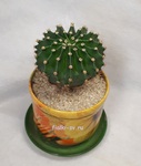 Эхинопсис Эйриеза (Echinopsis Eyriesii)