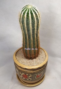 Нотокактус Вараси (Notocactus Warasii)