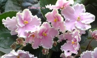 Фиалка "Pink Summit"